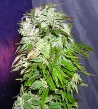 Japan Bud wild in Hokkaido