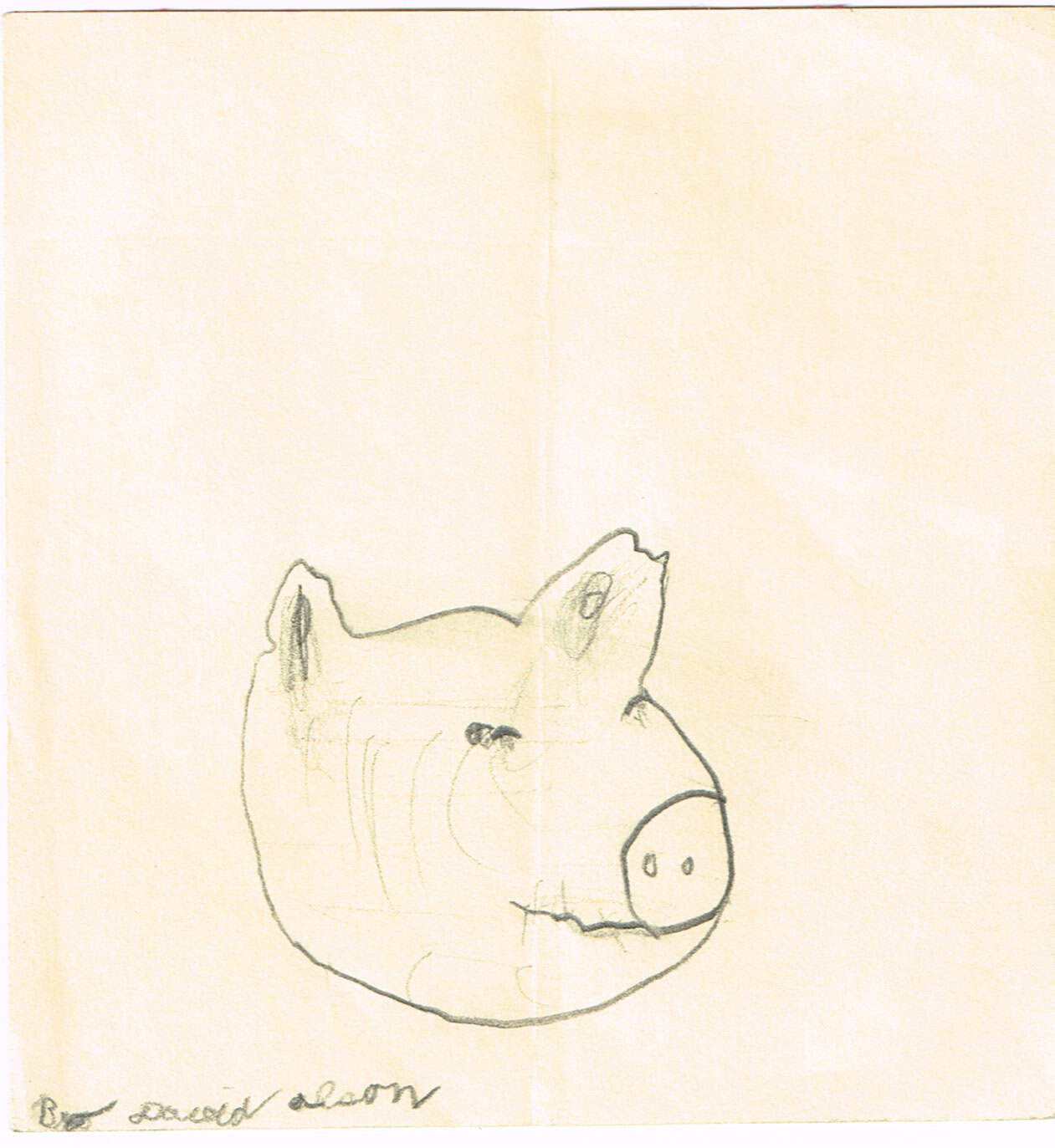 Drawing: Pig head 2, David Olson, undated (likely 1977)